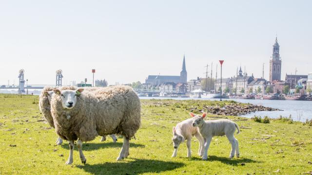 Stadsfront met schapen